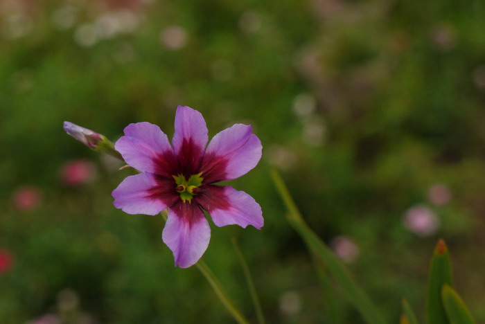 阳光百合Leucocoryne vittata