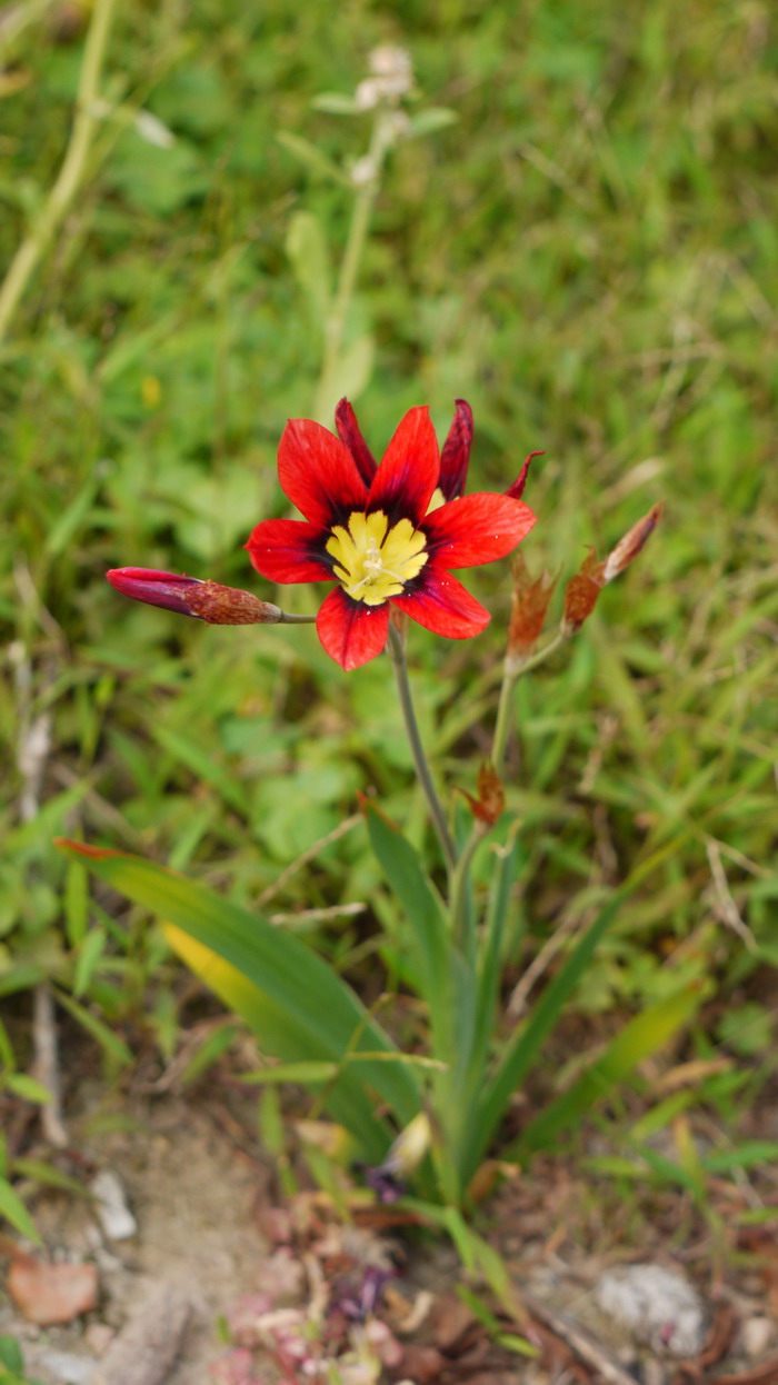 阳光百合Leucocoryne vittata