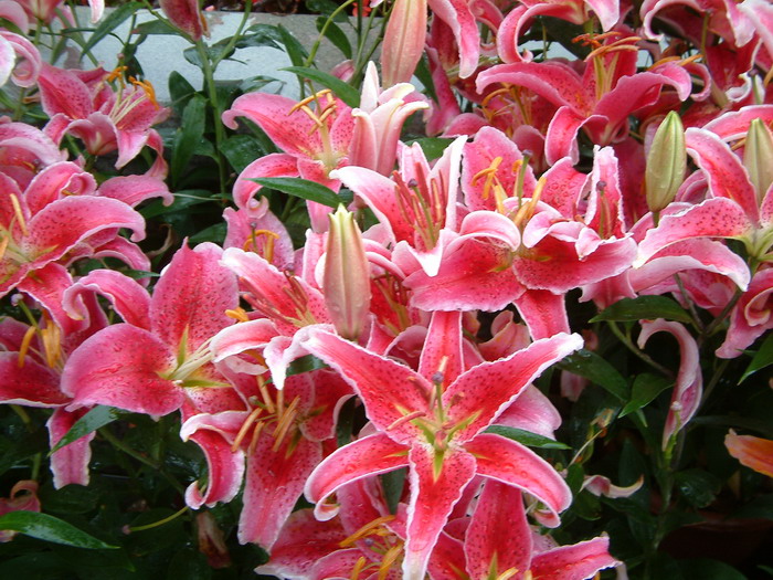 杂交百合Lilium hybrida