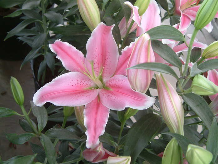 杂交百合Lilium hybrida 杂交百合Lilium hybrida