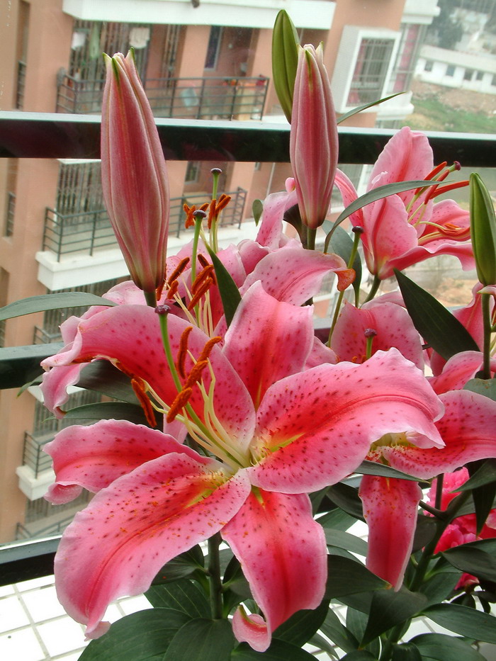 杂交百合Lilium hybrida