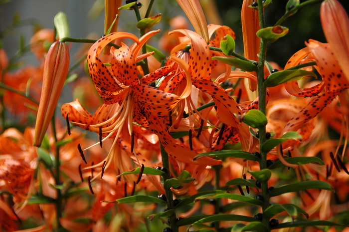 卷丹百合Lilium lancifolium 卷丹百合Lilium lancifolium