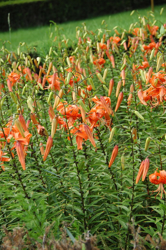 卷丹百合Lilium lancifolium