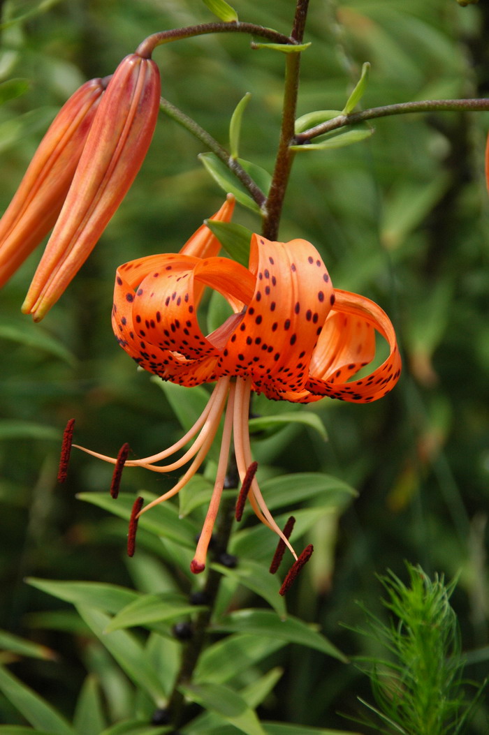 卷丹百合Lilium lancifolium