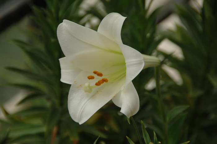 铁炮百合Lilium longiflorum 铁炮百合Lilium longiflorum