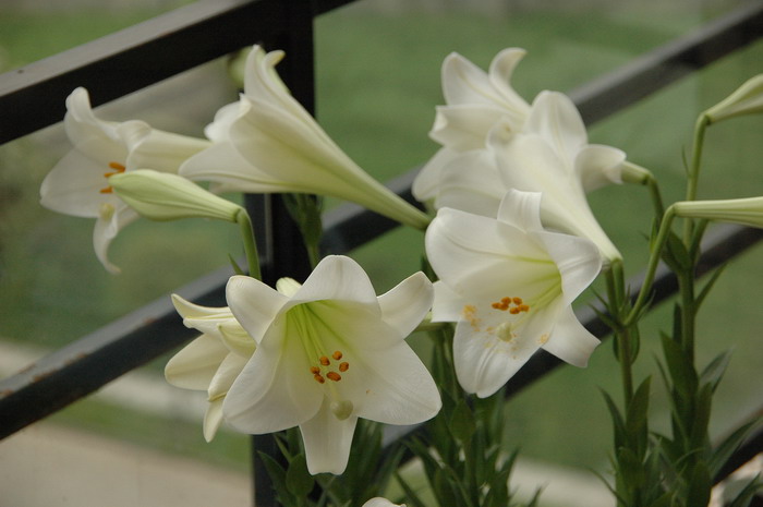 铁炮百合Lilium longiflorum 铁炮百合Lilium longiflorum