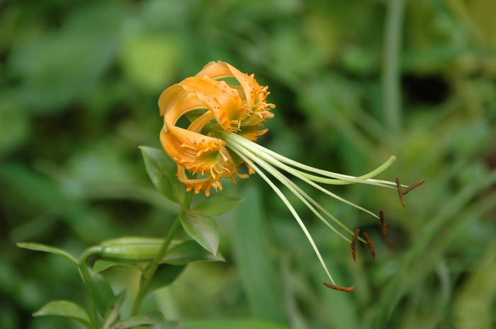 南川百合Lilium rosthornii 南川百合Lilium rosthornii