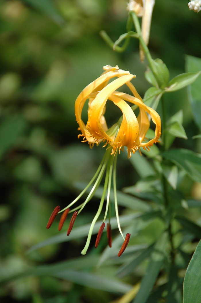 南川百合Lilium rosthornii