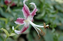美丽百合Lilium speciosum