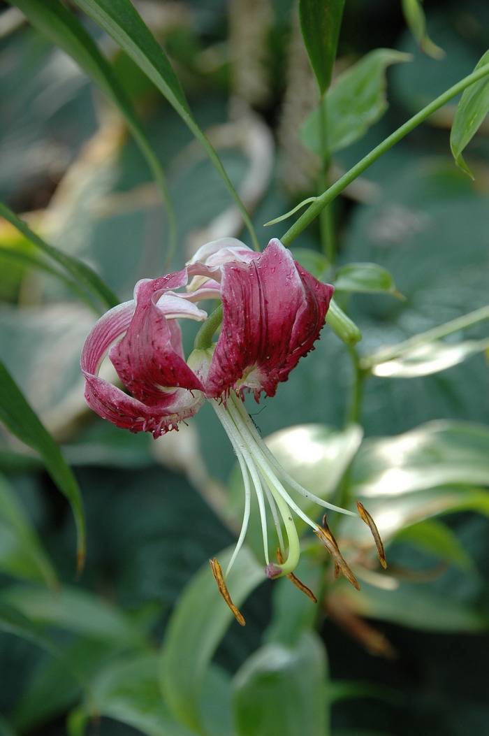 美丽百合Lilium speciosum 美丽百合Lilium speciosum