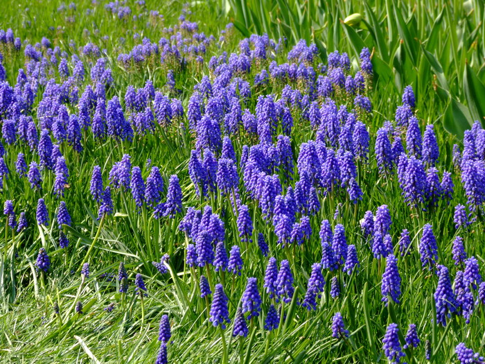 葡萄风信子Muscari botryoides 葡萄风信子Muscari botryoides