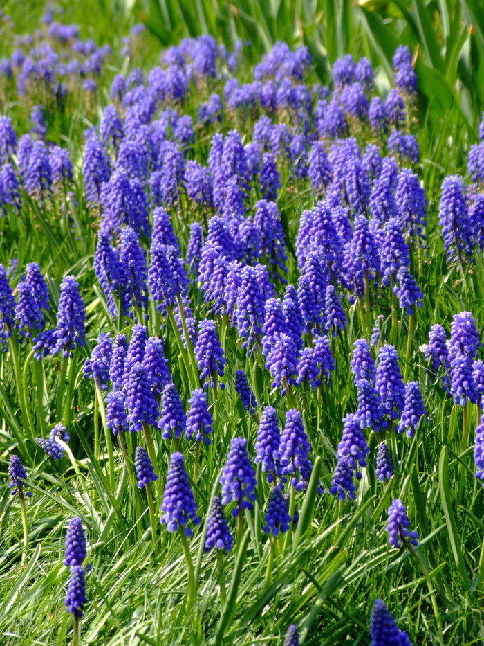 葡萄风信子Muscari botryoides 葡萄风信子Muscari botryoides