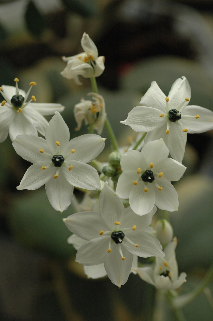 阿拉伯虎眼万年青Ornithogalum arabicum 阿拉伯虎眼万年青Ornithogalum arabicum