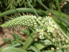 虎眼万年青Ornithogalum caudatum