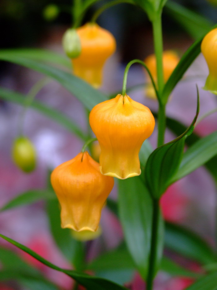 宫灯百合Sandersonia aurantiaca 宫灯百合Sandersonia aurantiaca