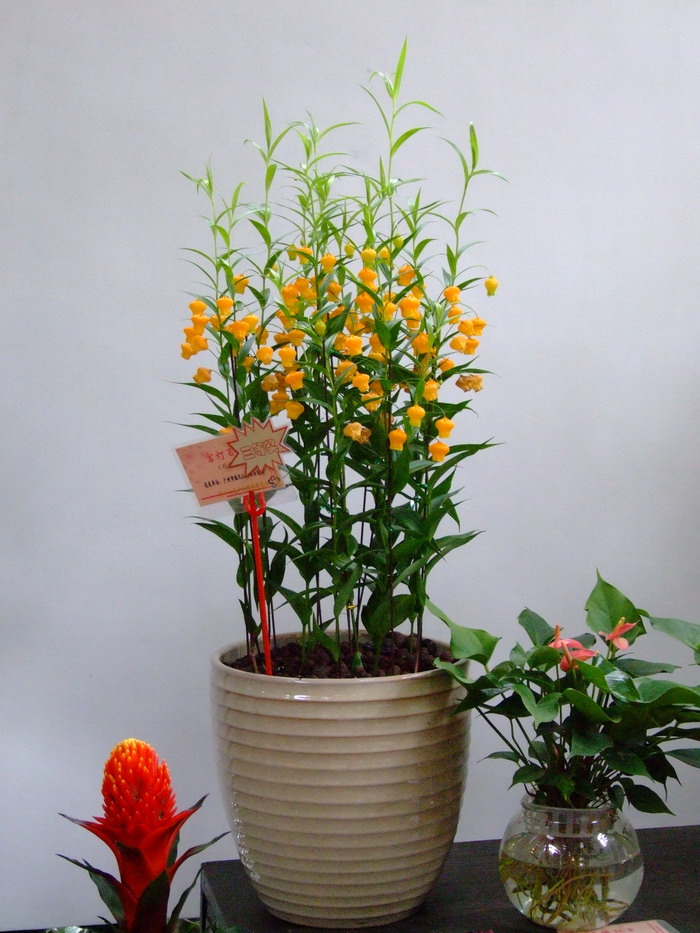宫灯百合Sandersonia aurantiaca 宫灯百合Sandersonia aurantiaca