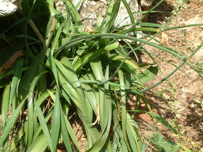 虎眼万年青Ornithogalum caudatum 虎眼万年青Ornithogalum caudatum