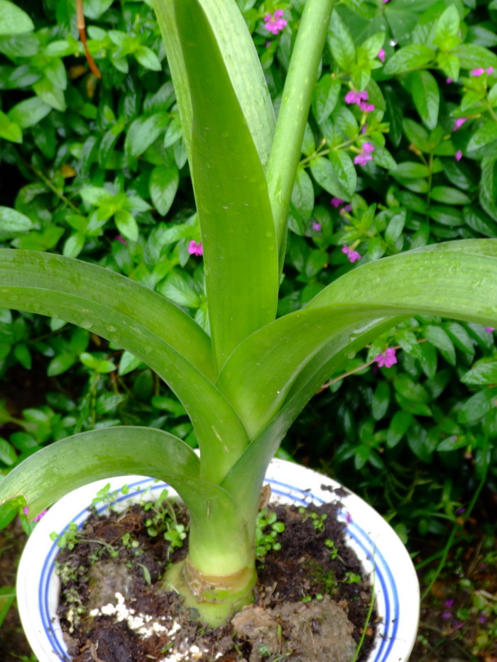 虎眼万年青Ornithogalum caudatum