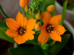 橙花虎眼万年青Ornithogalum dubium