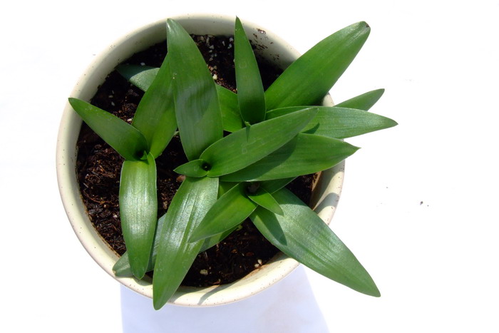 橙花虎眼万年青Ornithogalum dubium