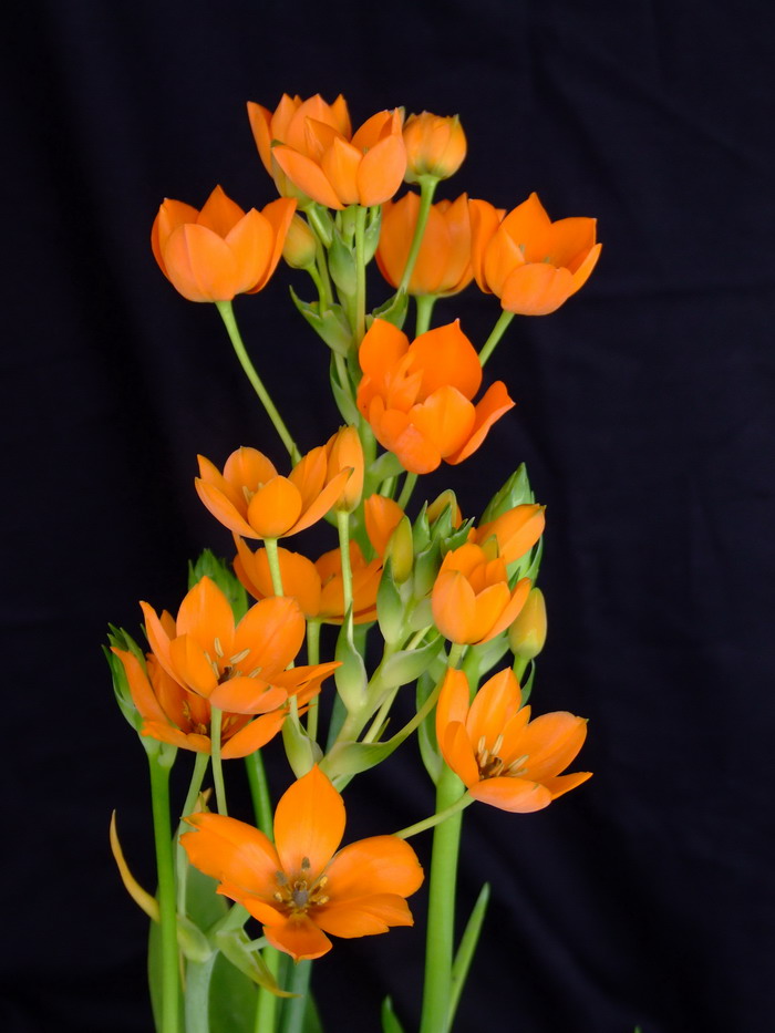 橙花虎眼万年青Ornithogalum dubium 橙花虎眼万年青Ornithogalum dubium