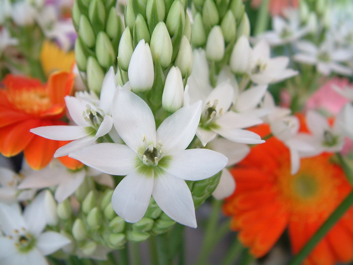 白云花Ornithogalum thyrsoides 白云花Ornithogalum thyrsoides