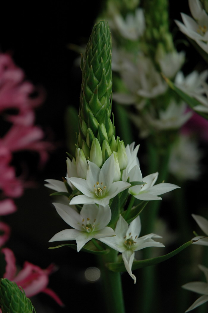 白云花Ornithogalum thyrsoides 白云花Ornithogalum thyrsoides