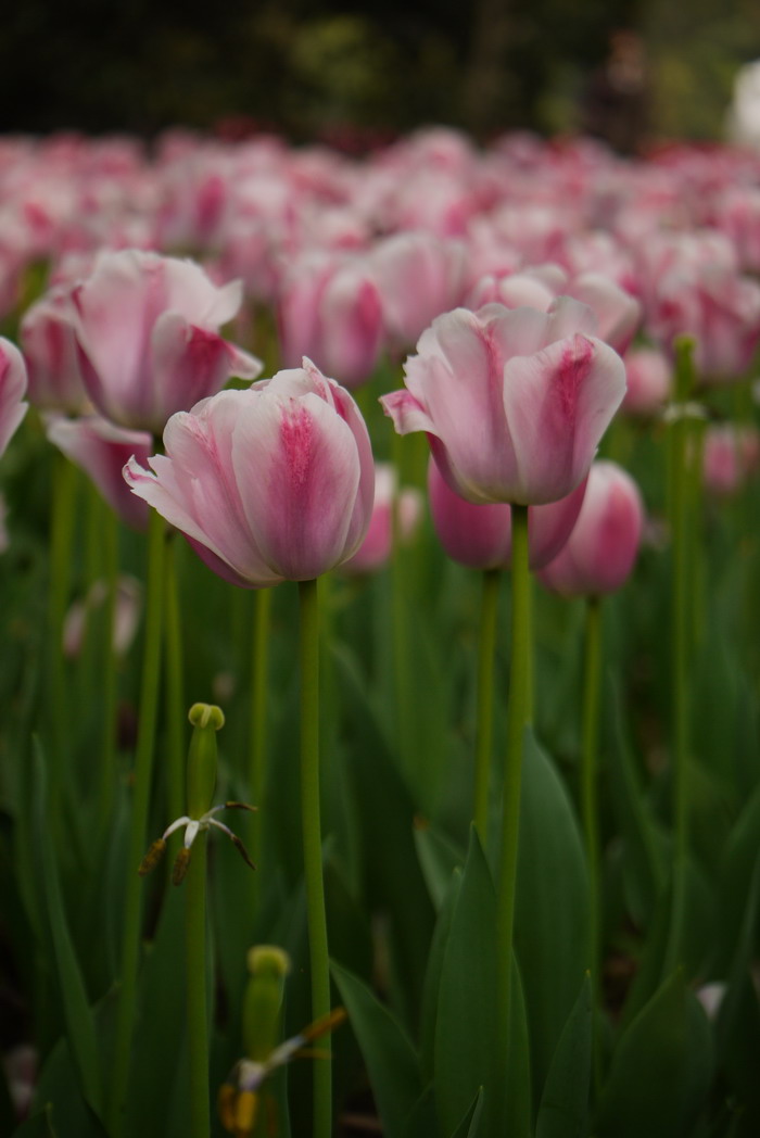 郁金香Tulipa gesneriana