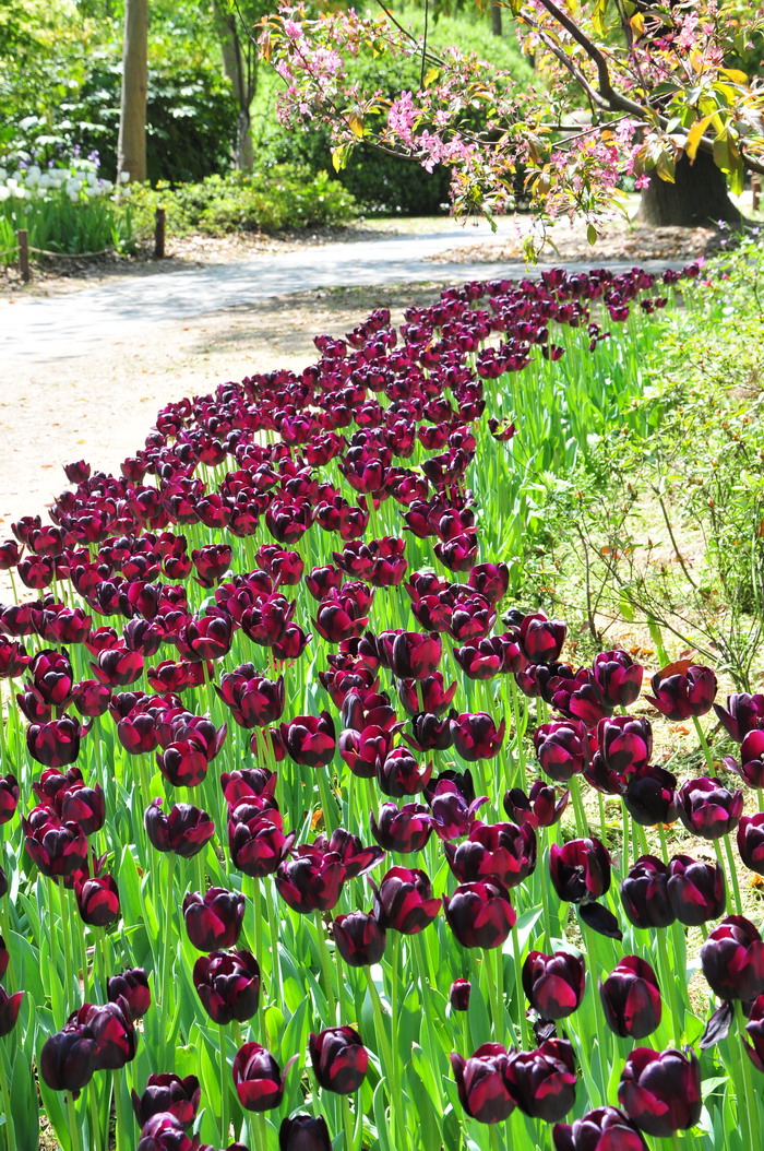 郁金香Tulipa gesneriana