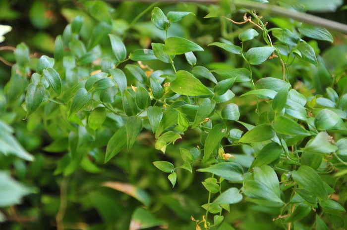 卵叶天门冬Asparagus asparagoides 卵叶天门冬Asparagus asparagoides