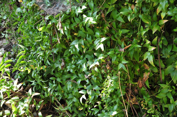 卵叶天门冬Asparagus asparagoides 卵叶天门冬Asparagus asparagoides