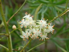 天门冬Asparagus cochinchinensis
