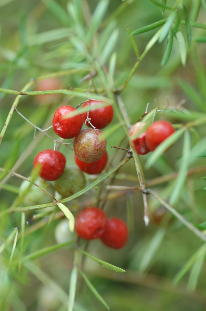 天门冬Asparagus cochinchinensis
