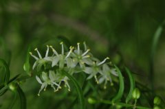 羊齿天门冬Asparagus filicinus
