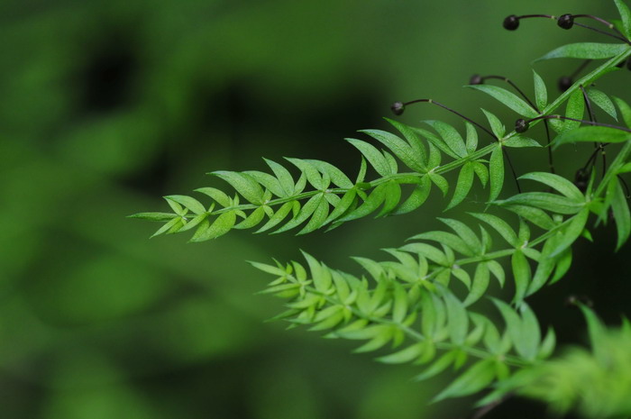 羊齿天门冬Asparagus filicinus 羊齿天门冬Asparagus filicinus