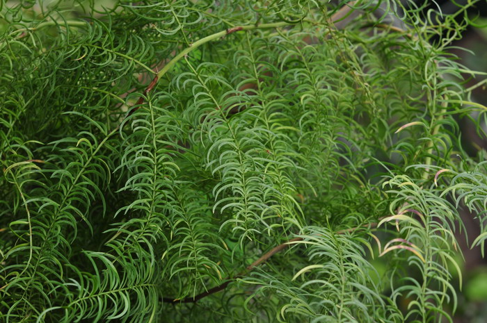 羊齿天门冬Asparagus filicinus 羊齿天门冬Asparagus filicinus