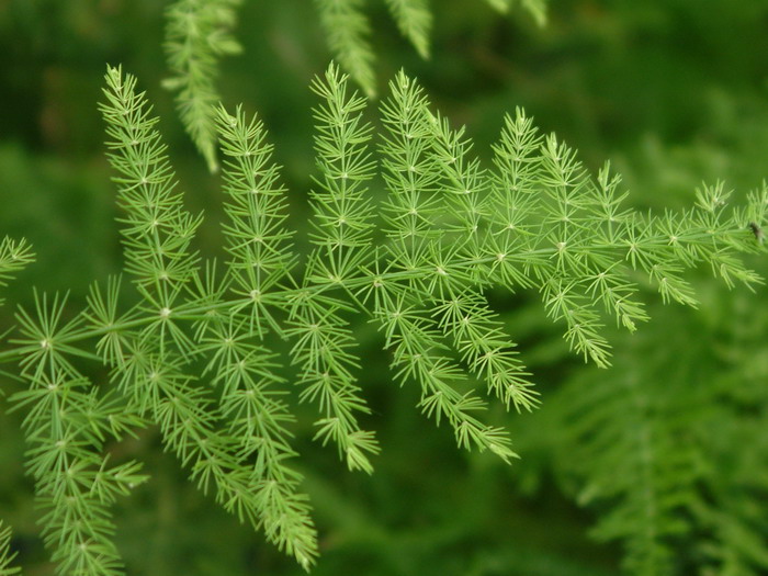 文竹Asparagus setaceus 文竹Asparagus setaceus