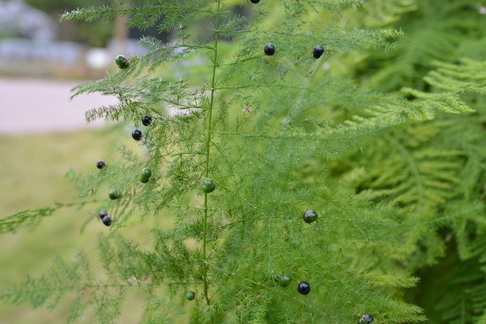 文竹Asparagus setaceus 文竹Asparagus setaceus