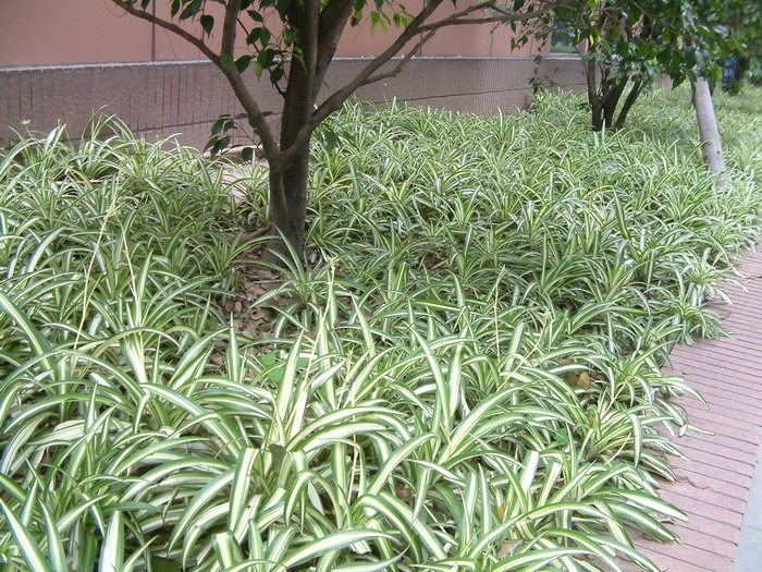 银心吊兰Chlorophytum comosum 'Vittatum' 银心吊兰Chlorophytum comosum 'Vittatum'