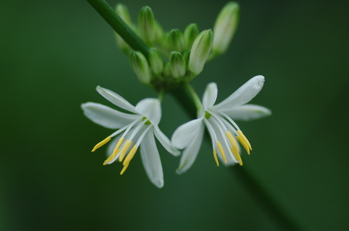 银心吊兰Chlorophytum comosum 'Vittatum' 银心吊兰Chlorophytum comosum 'Vittatum'