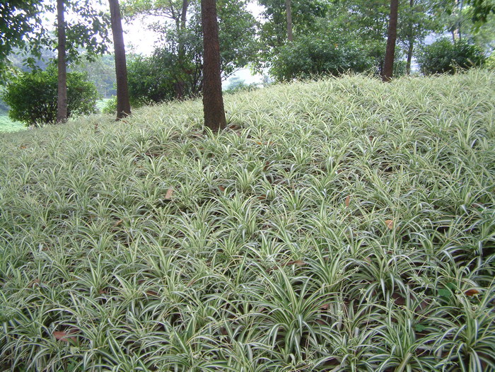 银心吊兰Chlorophytum comosum 'Vittatum' 银心吊兰Chlorophytum comosum 'Vittatum'