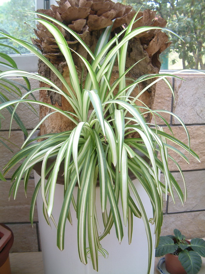 银心吊兰Chlorophytum comosum 'Vittatum' 银心吊兰Chlorophytum comosum 'Vittatum'