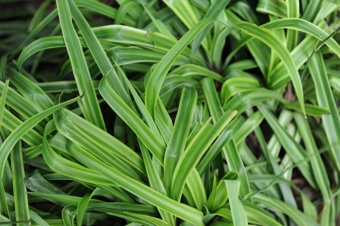 金边吊兰Chlorophytum comosum 'Variegatum' 金边吊兰Chlorophytum comosum 'Variegatum'