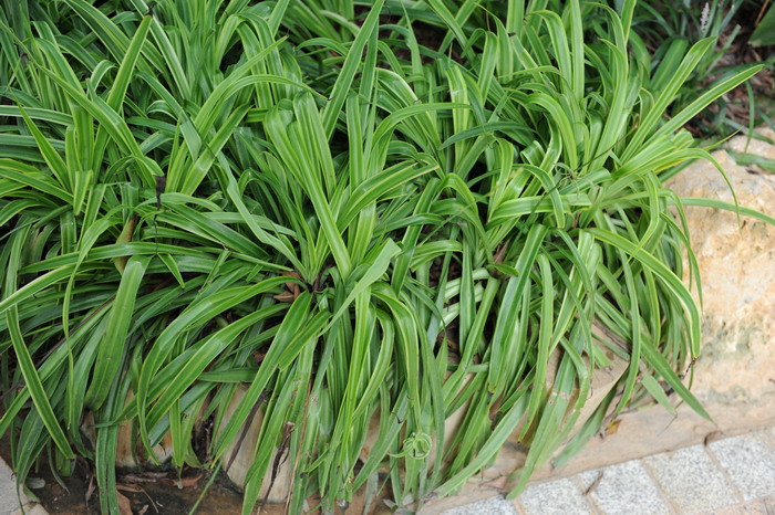 金边吊兰Chlorophytum comosum 'Variegatum' 金边吊兰Chlorophytum comosum 'Variegatum'
