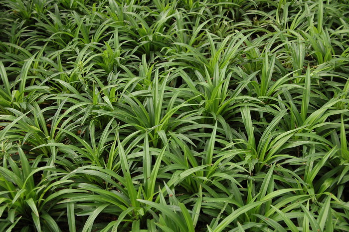 吊兰Chlorophytum comosum 吊兰Chlorophytum comosum