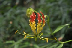 嘉兰Gloriosa superba