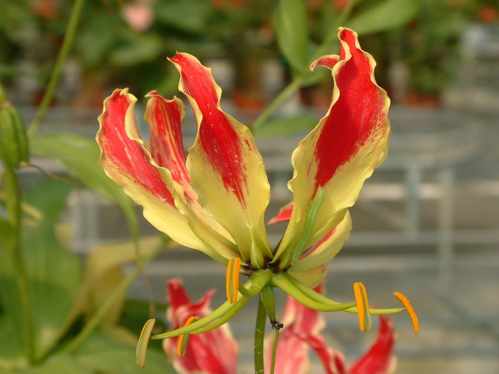 嘉兰Gloriosa superba 嘉兰Gloriosa superba