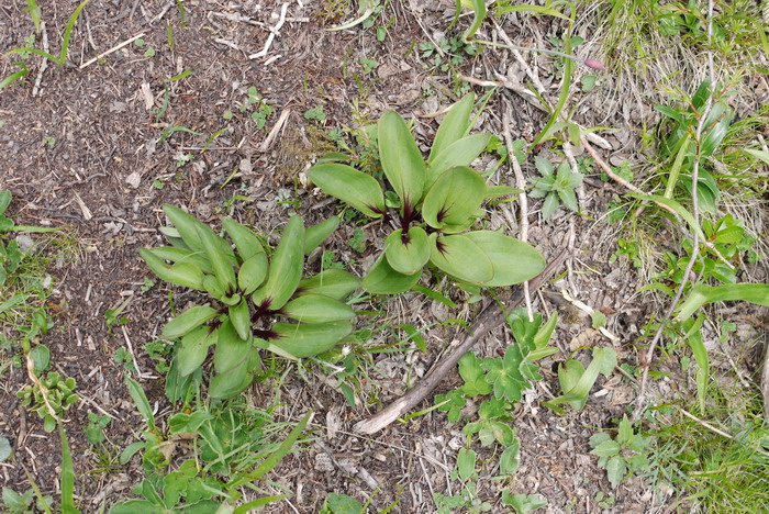 卵叶韭Allium ovalifolium 卵叶韭Allium ovalifolium
