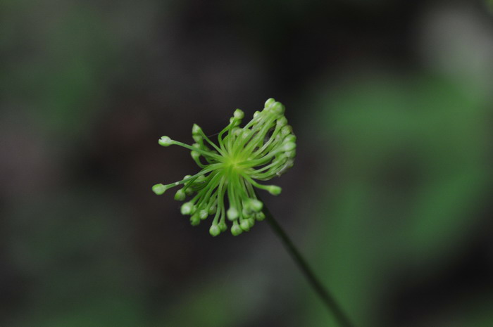 卵叶韭Allium ovalifolium 卵叶韭Allium ovalifolium