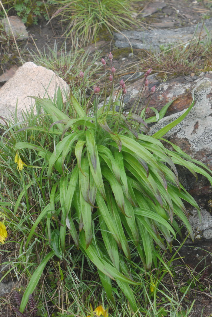 太白韭Allium prattii